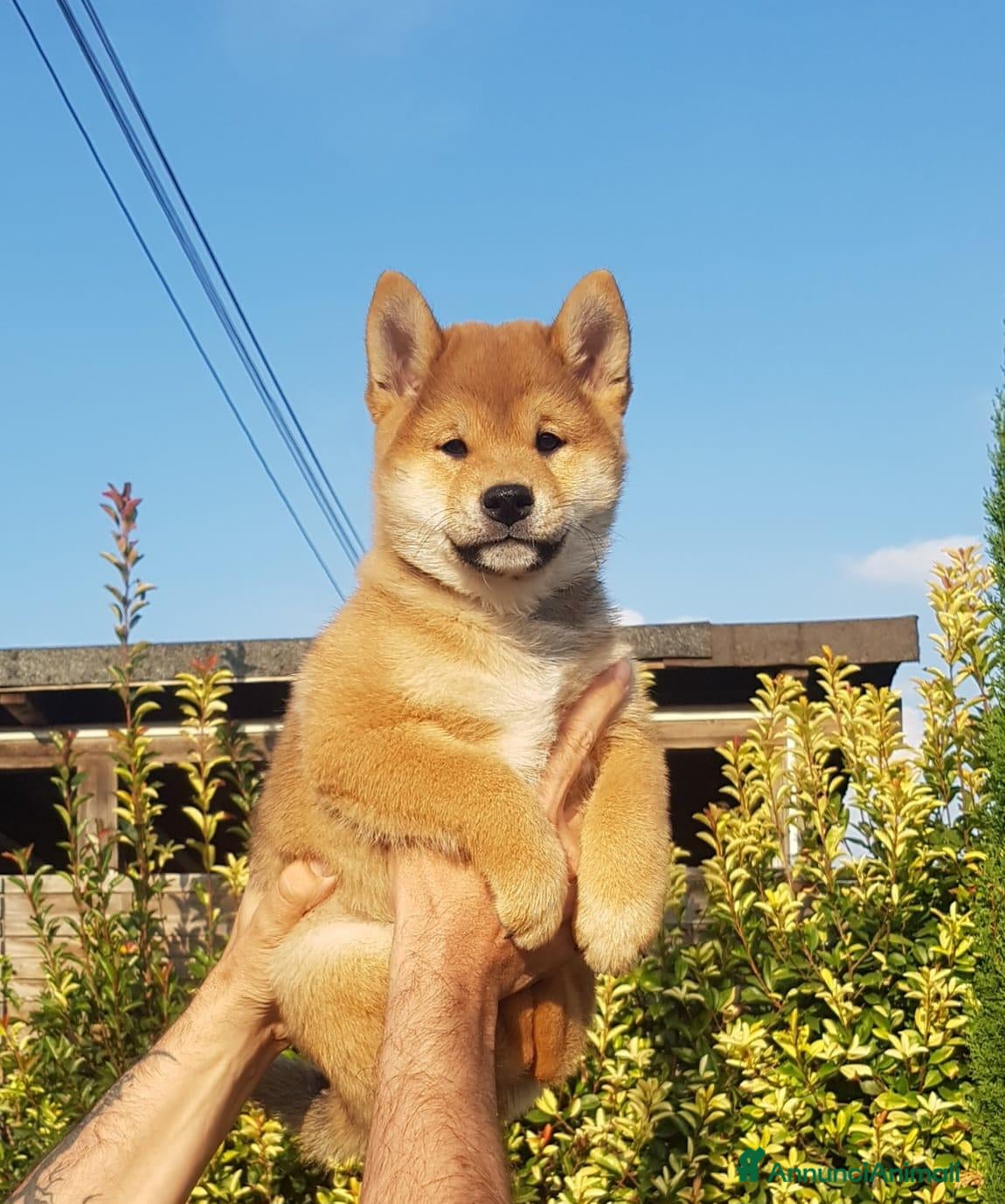 Shiba Inu cani Cuccioli shiba inu con pedigree ENCI  - Annuncio 1