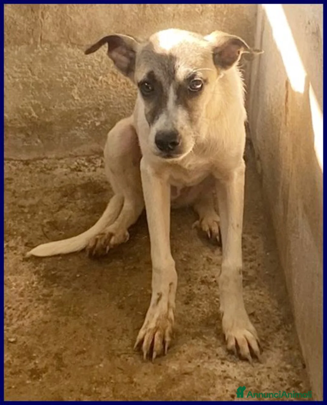 Meticcio cani in regalo: ROMA una timidina - tg contenuta - Annuncio 2