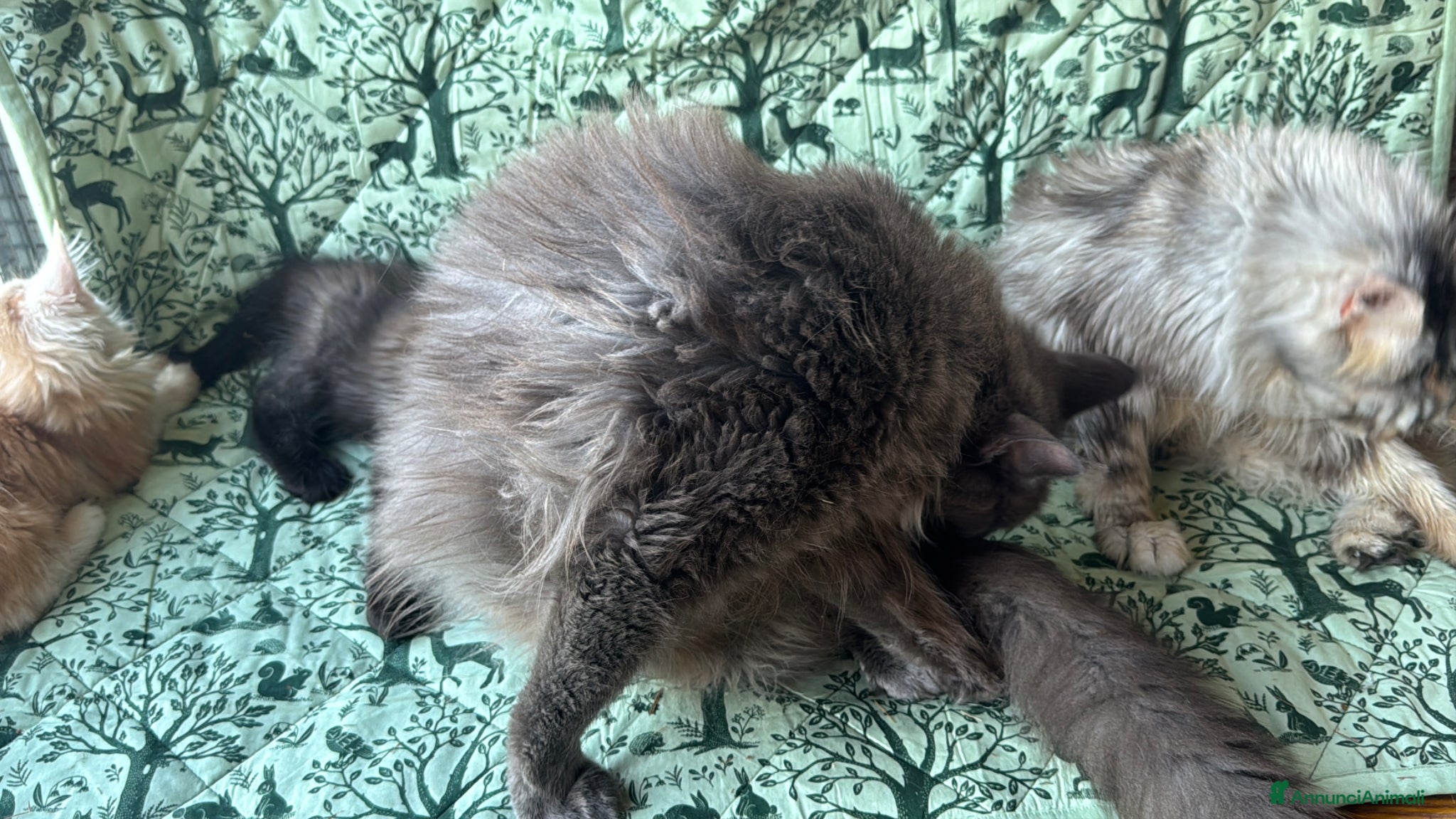 Maine Coon gatti in vendita: Cuccioli di maine coon manto black smoke - Annuncio 16