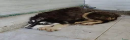 Meticcio cani in regalo: Yuri favoloso cucciolo simil border collie - Annuncio 3