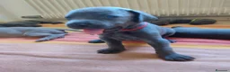 Weimaraner cani in vendita: Weimaraner cuciolli  - Annuncio 4