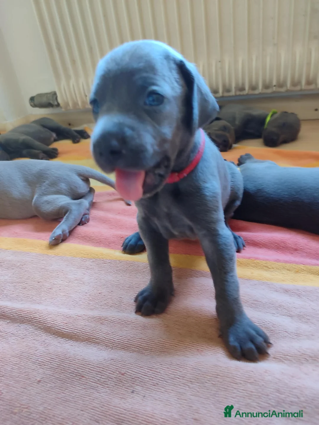 Weimaraner cani in vendita: Weimaraner cuciolli  - Annuncio 4