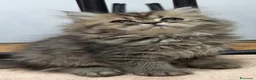 Persiano gatti in vendita: Bellissimi gattini Persiani disponibili  a Città Metropolitana di Venezia - Annuncio 3