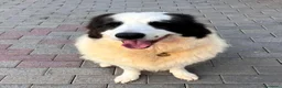 Meticcio cani in regalo: SIMBA ASPETTA SEMPRE UNA FAMIGLIA - Annuncio 12