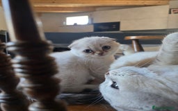 Scottish gatti in vendita: Dolcissimo scottish fold e straight  a Provincia di Brescia - Immagine 7