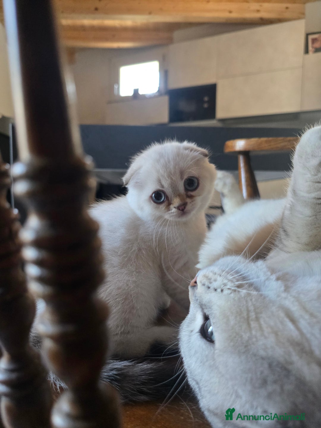 Scottish gatti in vendita: Dolcissimo scottish fold e straight  a Provincia di Brescia - Immagine 7