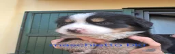Bovaro del Bernese cani in vendita: Cuccioli bovari del bernese  - Annuncio 30