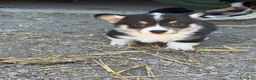Corgi Pembroke cani in vendita: Corgi Pembroke con pedigree - Annuncio 5