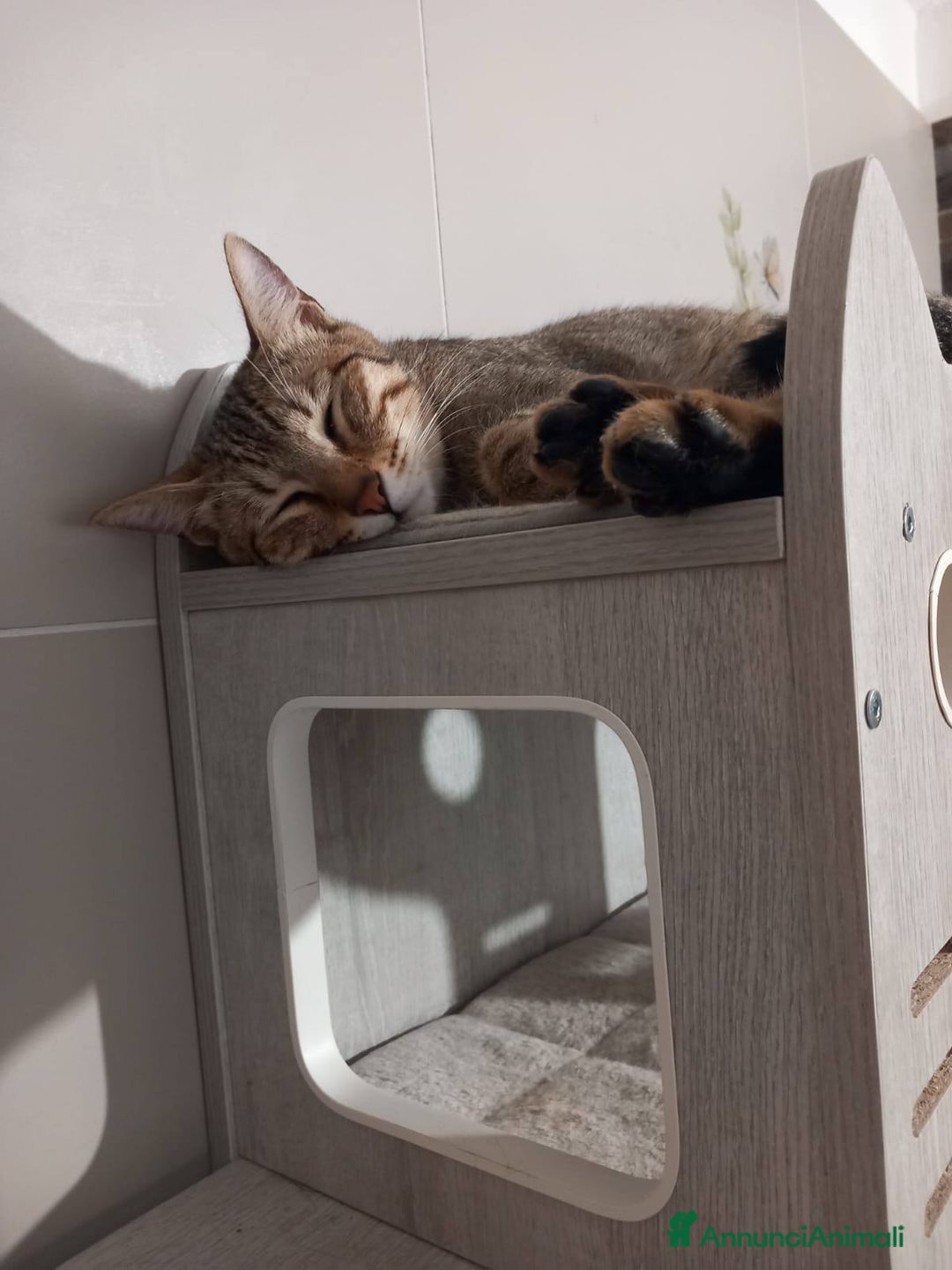 Europeo gatti in regalo: JAMES dolce micio in adozione! - Annuncio 3