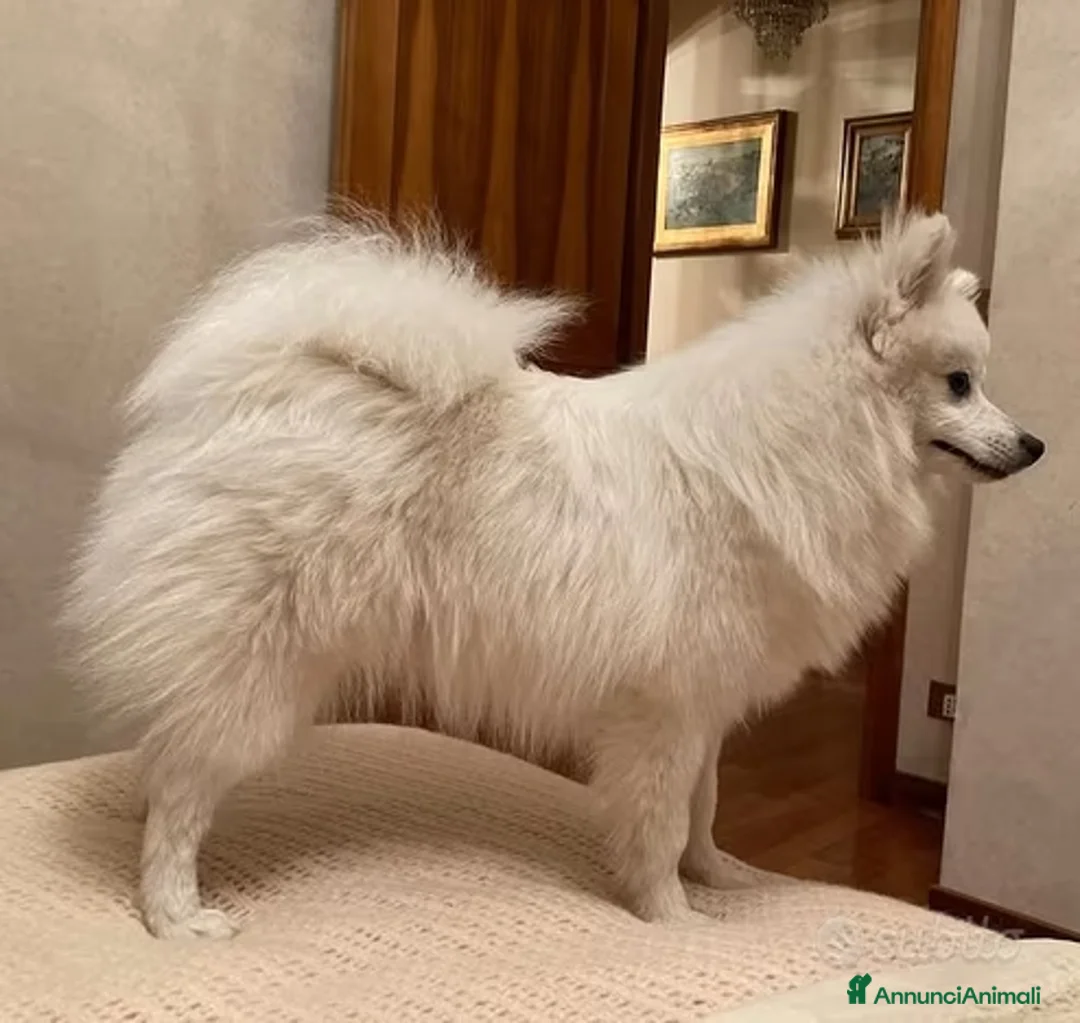 Volpino Italiano cani in regalo: Cagnolini piccola taglia regalo a Libero consorzio comunale di Agrigento - Annuncio 1