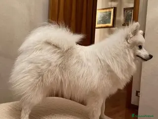 Volpino Italiano cani Cagnolini piccola taglia regalo - Annuncio 1