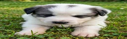 Cane da Montagna dei Pirenei cani in vendita: Cuccioli di Cane da Montagna dei Pirenei  - Annuncio 4