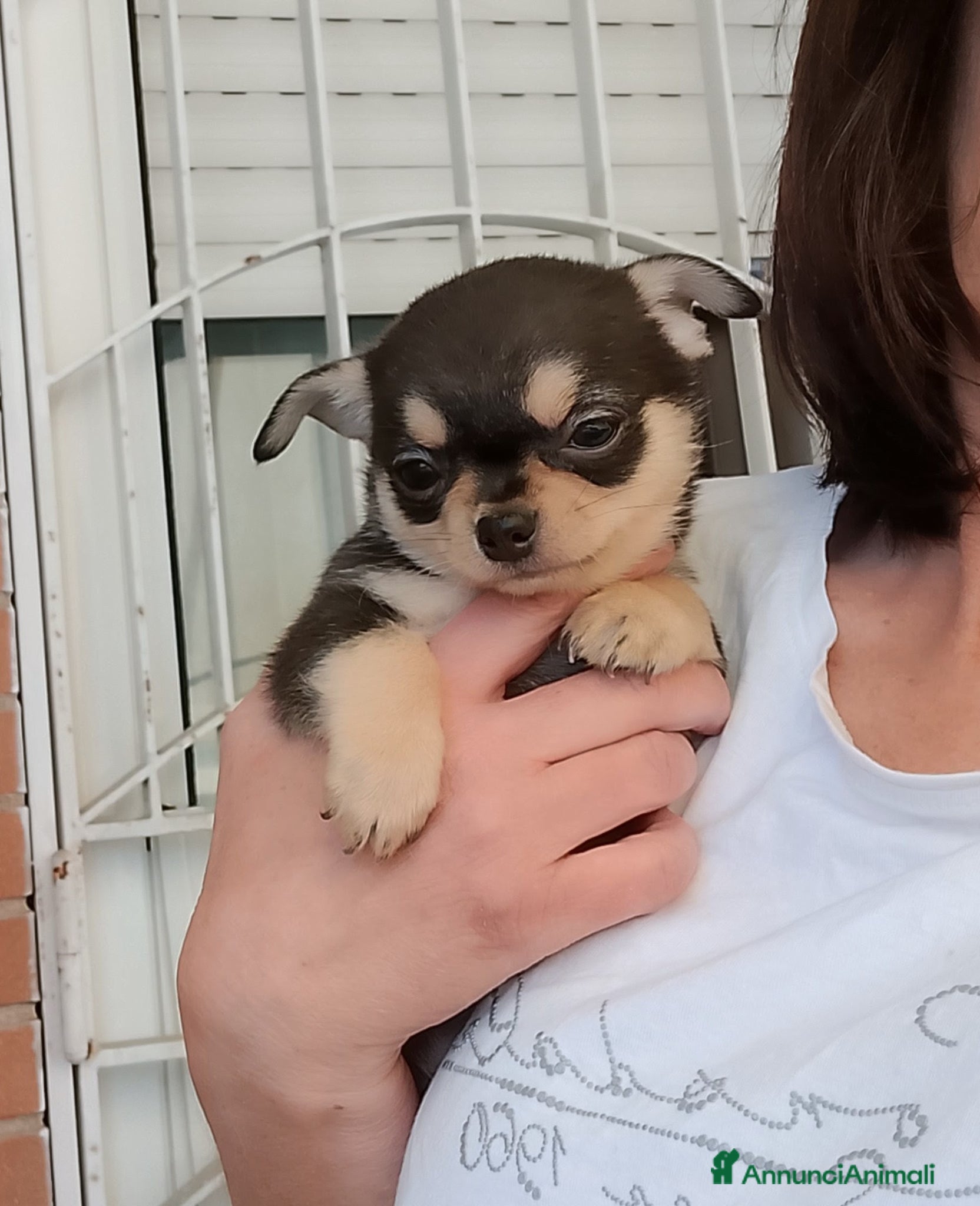 Chihuahua cani Chihuahua pedigree ENCI  - Annuncio 9