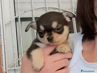 Chihuahua cani Chihuahua pedigree ENCI - Annuncio 9