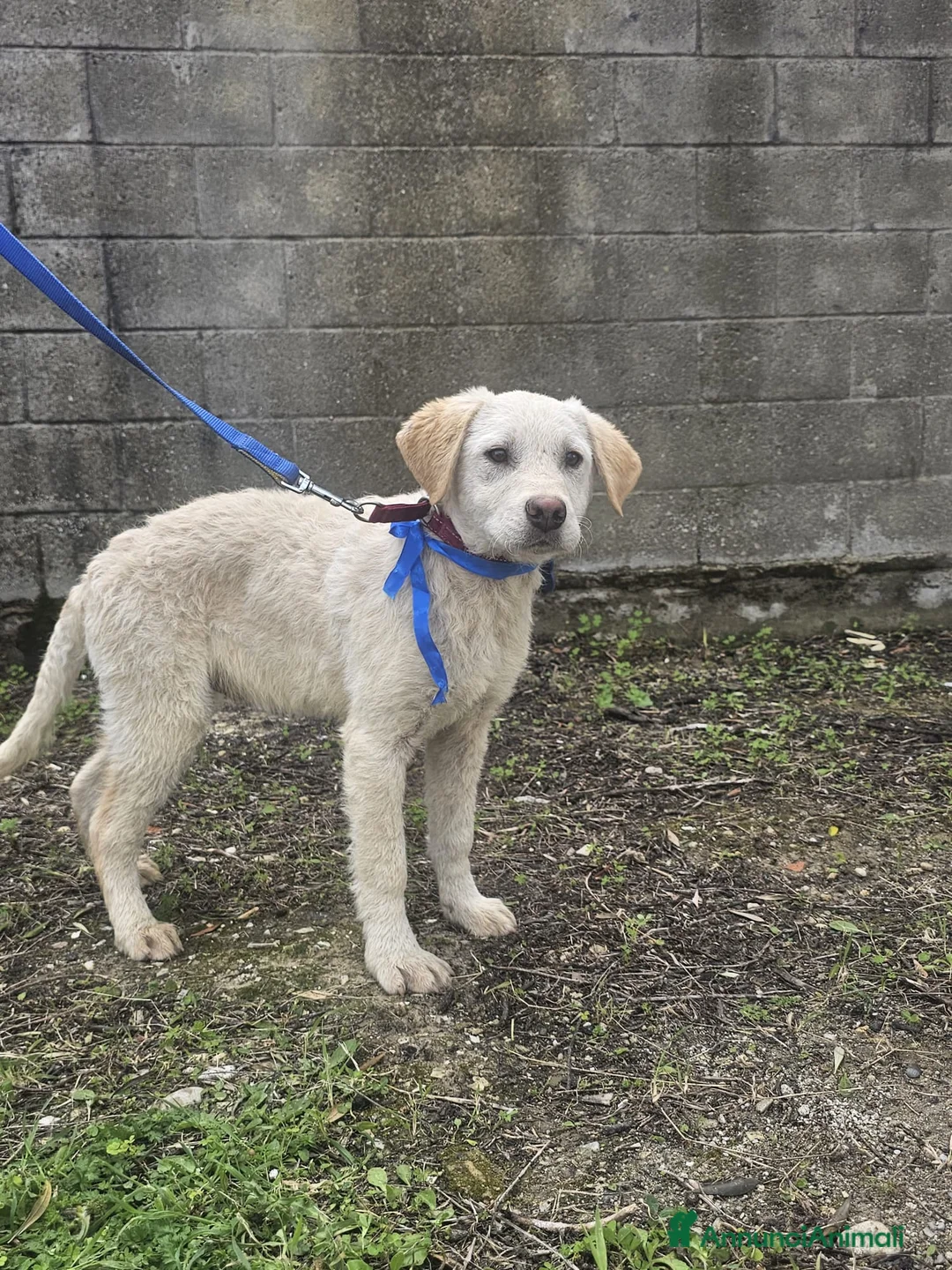 Meticcio cani in regalo: Roberto  a Provincia di Crotone - Annuncio 2