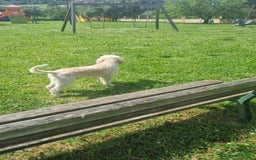 Lagotto cani per accoppiamento: Led Lagotto romagnolo cerca compagna a Provincia di Ascoli Piceno - Immagine 6