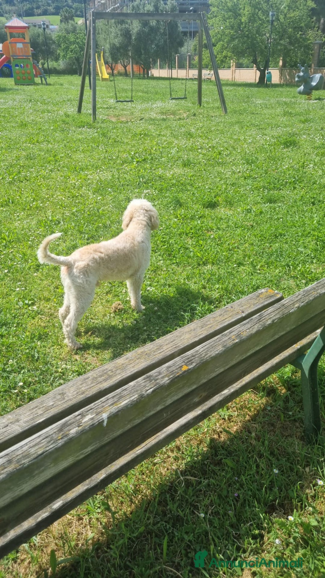 Lagotto cani per accoppiamento: Led Lagotto romagnolo cerca compagna a Provincia di Ascoli Piceno - Immagine 6