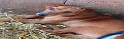 Meticcio cani in regalo: NIKITA, trottolina coccolona! TG PICCOLA - Annuncio 6
