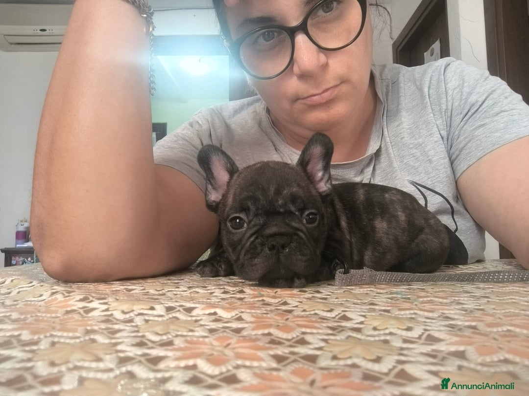Bulldog Francese cani in vendita: Bulldog francese cuccioli enci a Provincia di Salerno - Annuncio 19