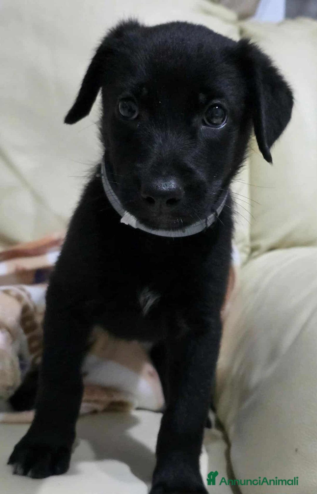 Meticcio cani in regalo: dolcissima cucciola nerea in regalo - Annuncio 3