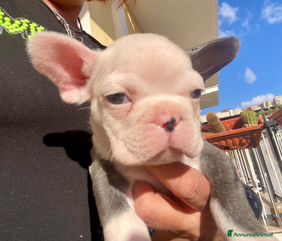 Bulldog Francese cani in vendita: Cuccioli bulldog francese  - Annuncio 8