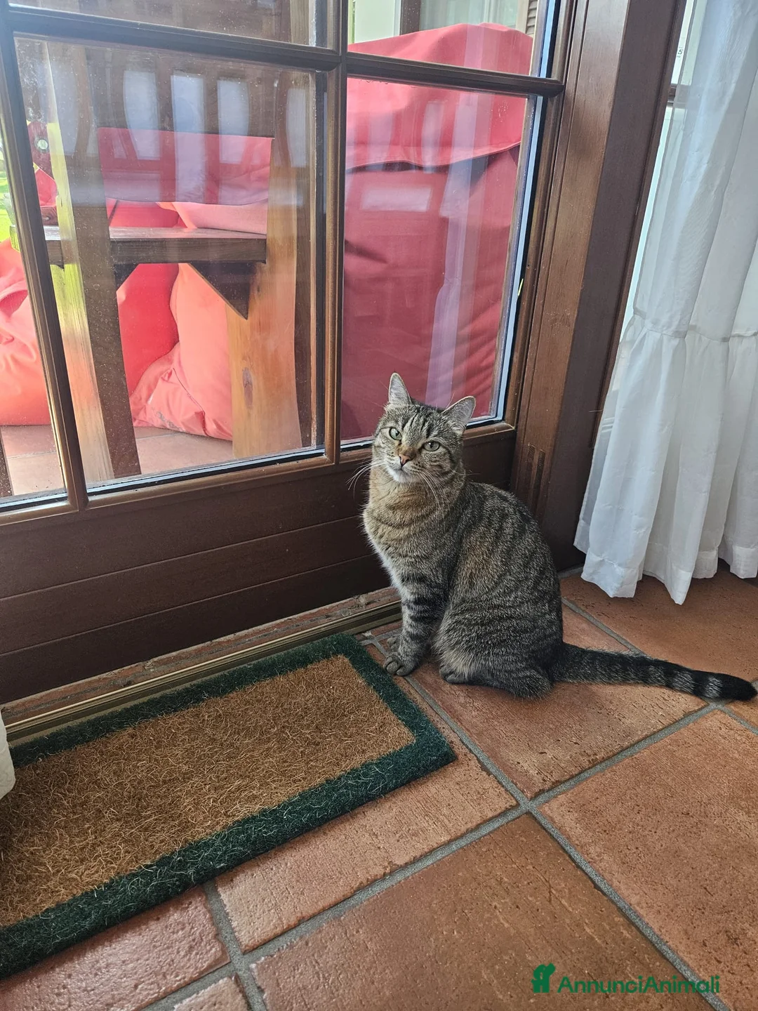 Europeo gatti in regalo: Tigratino stupendo  - Annuncio 2