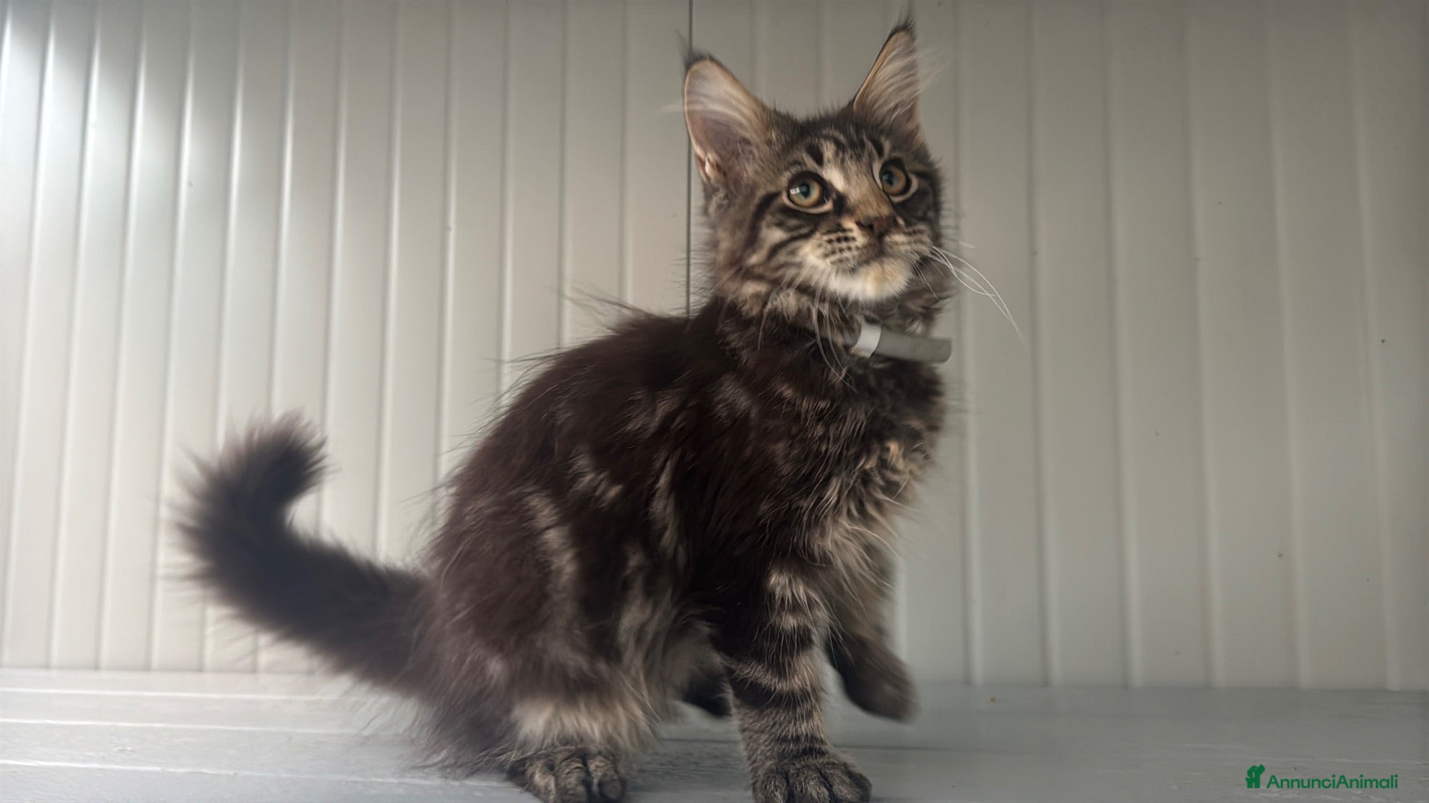Maine Coon gatti Cucciolo di maine coon dolcissimo  - Annuncio 11