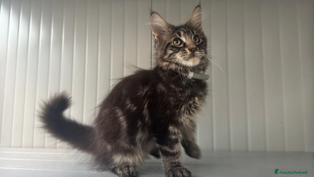 Maine Coon gatti in vendita: Cucciolo di maine coon dolcissimo  - Annuncio 1