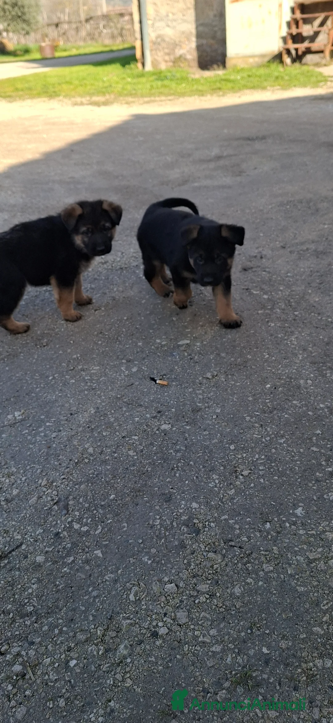 Pastore Tedesco cani in vendita: Cuccioli pastore tedesco  - Annuncio 8