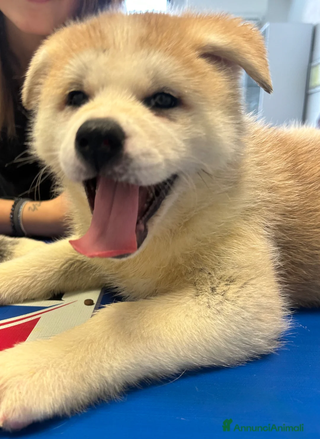 Akita Inu cani in vendita: Cuccioli di Akita Inu - Annuncio 8