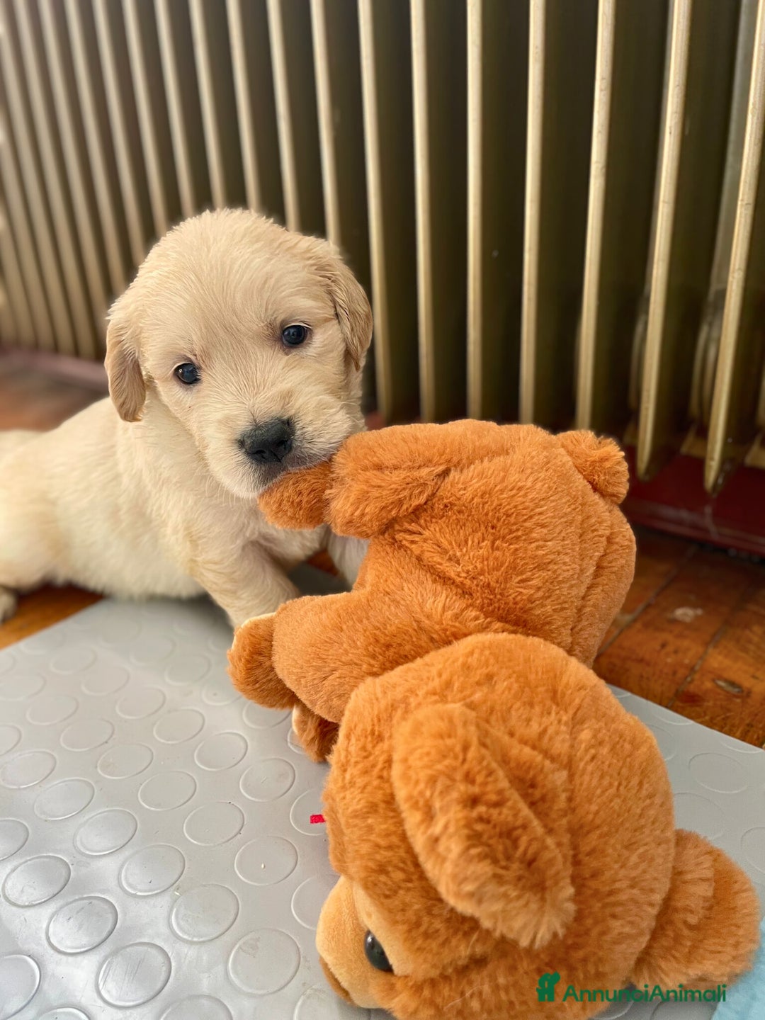 Golden Retriever cani in vendita: GOLDEN RETRIEVER  - Annuncio 8