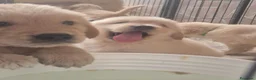 Golden Retriever cani in vendita: Cuccioli di golden retriver  a Città Metropolitana di Napoli - Annuncio 2