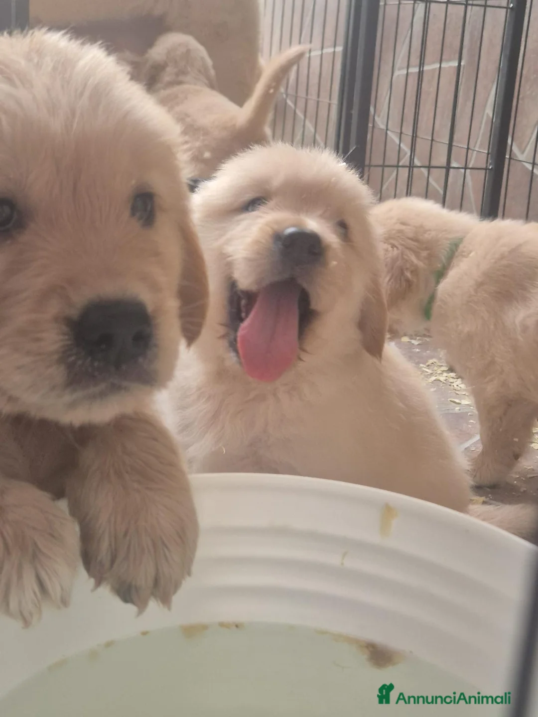 Golden Retriever cani in vendita: Cuccioli di golden retriver  a Città Metropolitana di Napoli - Annuncio 2