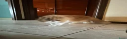 Meticcio gatti in regalo: GATTINI E GATTI MERAVIGLIOSI  a Provincia di Piacenza - Annuncio 16