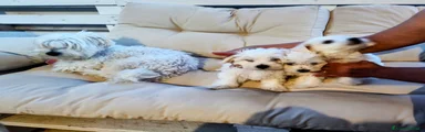 Maltese 3