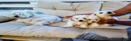 Maltese cani in vendita: Vendita 2 Maltesi femmine a Gubbio  - Annuncio 6