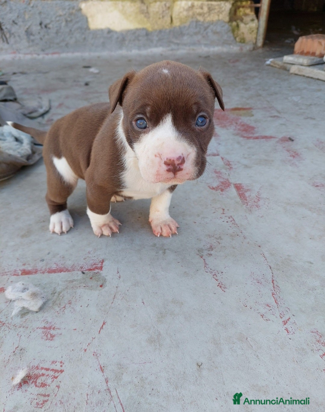 Pitbull cani in vendita: Cuccioli pitbull terrier  - Annuncio 1