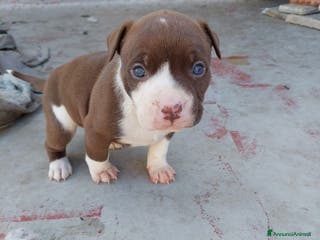 Pitbull cani Cuccioli pitbull terrier - Annuncio 7