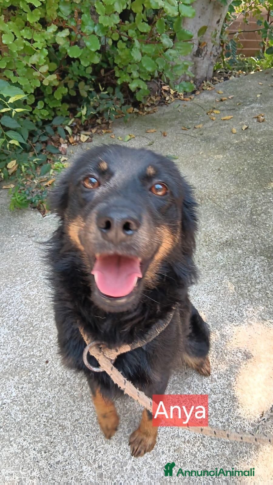 Meticcio cani Cagnoline taglia piccola  - Annuncio 7
