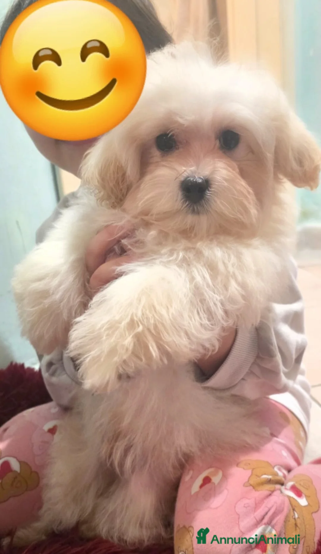 Meticcio cani in vendita: Maltipoo  - Annuncio 6