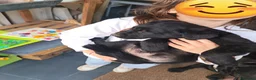 Meticcio cani in regalo: Cuccioli di Borador  - Annuncio 4