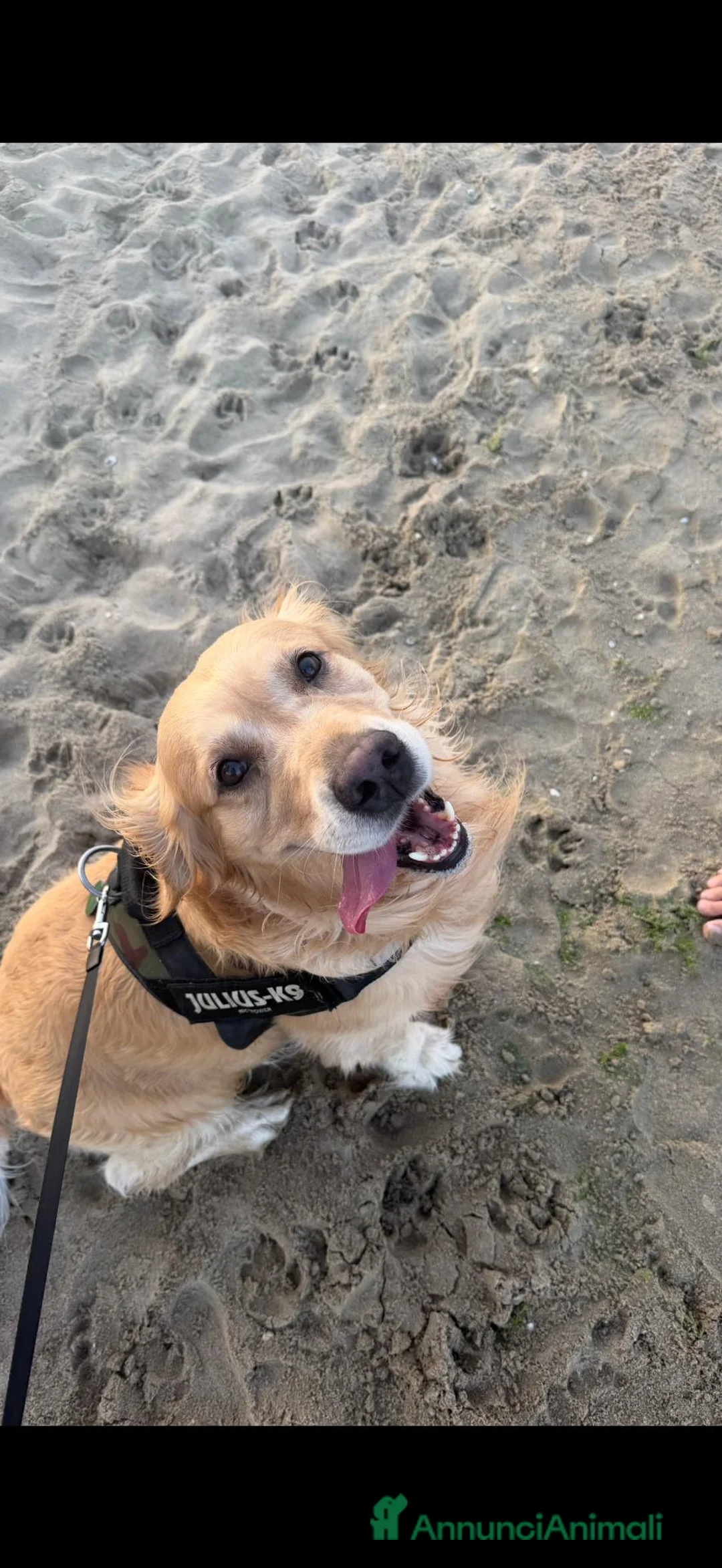 Golden Retriever cani per accoppiamento: Golden Retriever 4 anni per monta – Roma a Città metropolitana di Roma Capitale - Annuncio 4