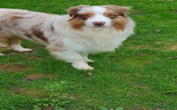 Australian Shepherd cani per accoppiamento: Fidanzata per Tito a Provincia di Lucca - Immagine 4