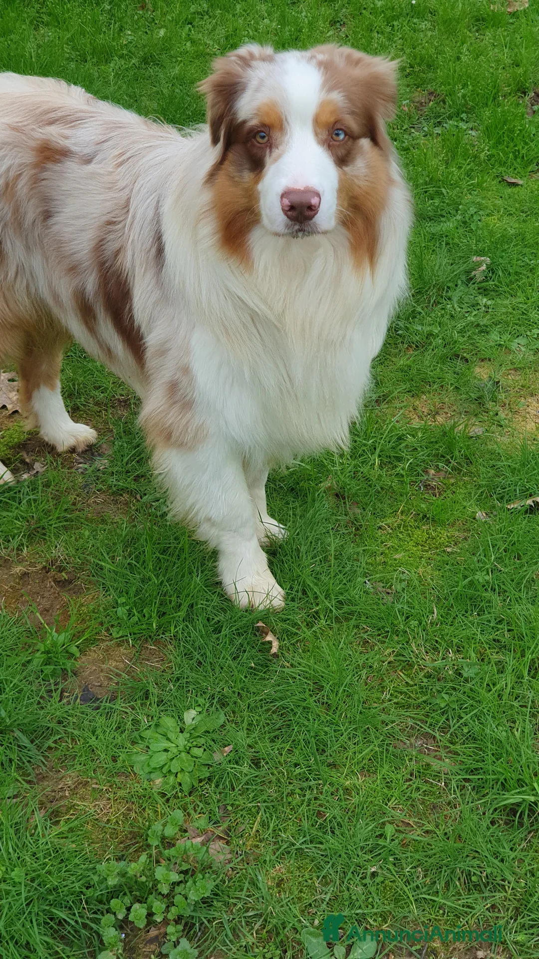 Australian Shepherd cani per accoppiamento: Fidanzata per Tito a Provincia di Lucca - Annuncio 4