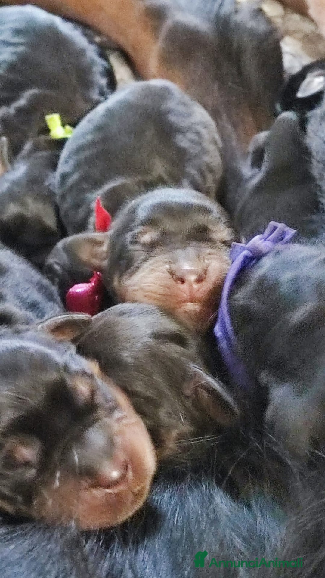 Setter Gordon cani in vendita: Cuccioli di Setter Gordon - Annuncio 9