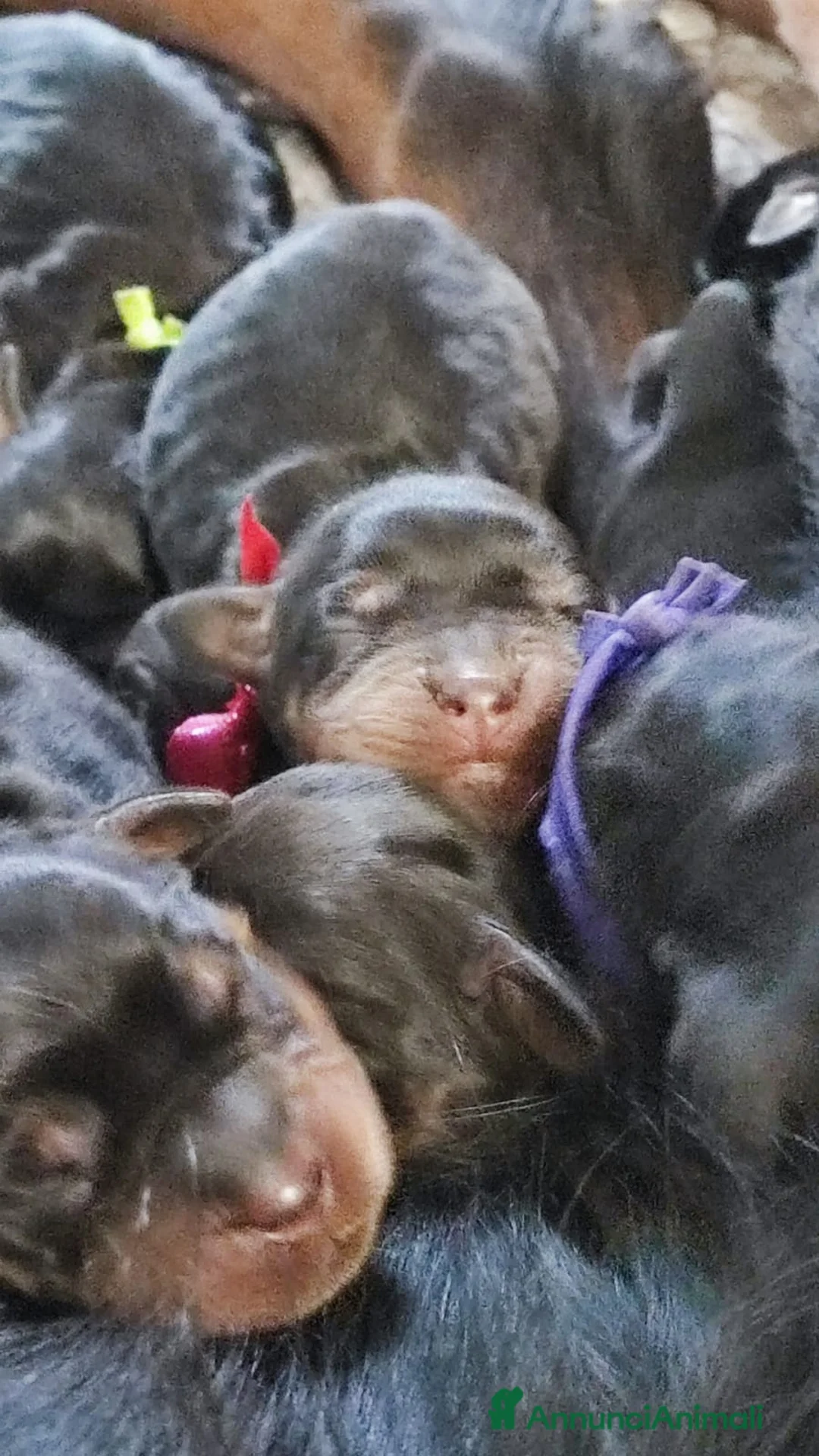 Setter Gordon cani in vendita: Cuccioli di Setter Gordon - Annuncio 9