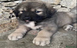 Pastore del Caucaso cani in vendita: Cuccioli pastori del Caucaso a Provincia di Savona - Immagine 1