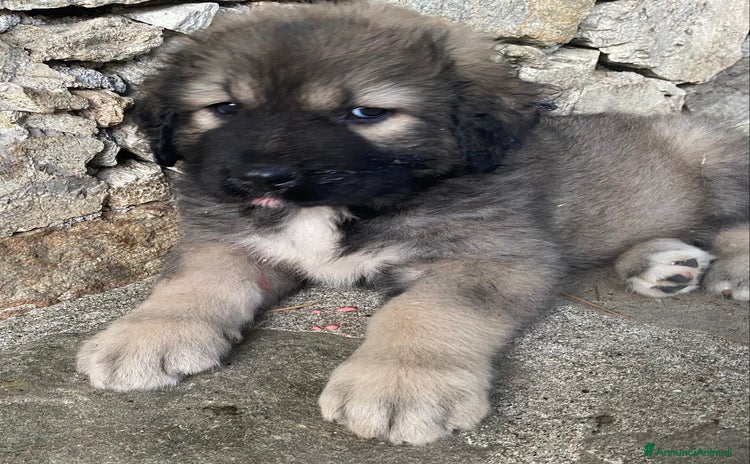 Pastore del Caucaso cani in vendita a Provincia di Savona - Annuncio 1
