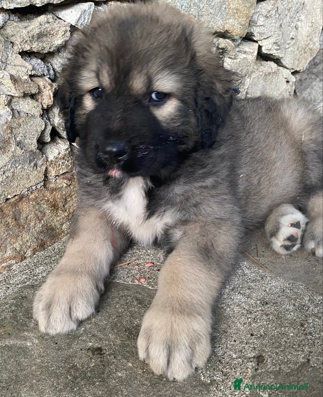 Pastore del Caucaso cani in vendita: Cuccioli pastori del Caucaso a Provincia di Savona - Immagine 1