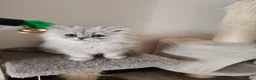 Persiano gatti in vendita: Cucciola persiana  - Annuncio 2